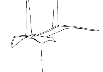 A mobile seagul drawn animation